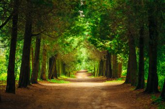 Walkway,Lane,Path,With,Green,Trees,In,Forest.,Beautiful,Alley